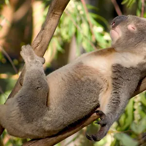 Backpackers - Note - Valid Passport Required To Check In Perth